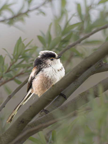 Wat een schattig vogeltje