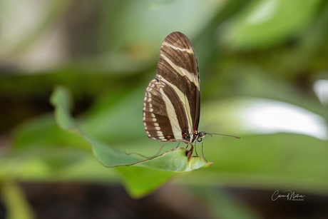 Dryadula phaetusa...-