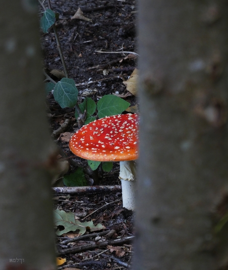 "Moe-joe-noe-eens-kieken.......