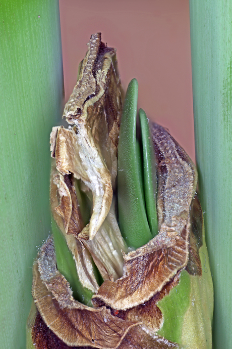 Nieuwe aanwas amaryllis