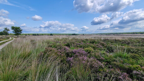 Rozendaalse Veld