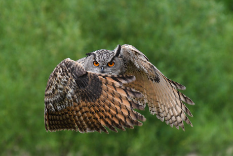 Ohoe in de vlucht