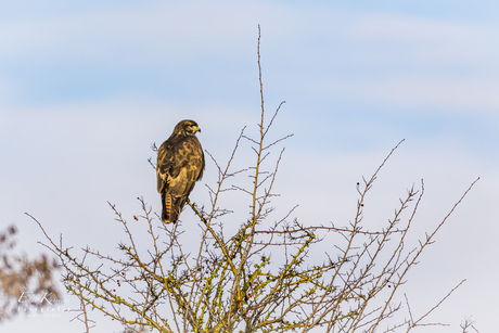 Buizerd