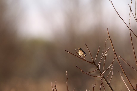 Graspieper op Tiengemeten