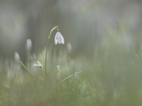 Sneeuwklokje 25-01-2026 Gorinchem