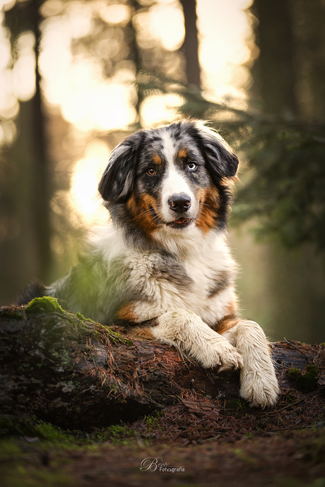 Australische Herder Myla