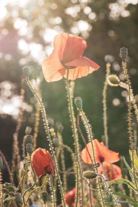 Sweet summer, papaver