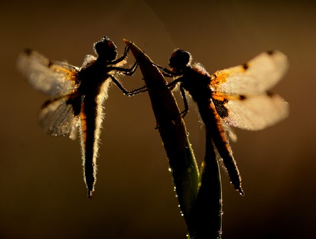 in the morning light