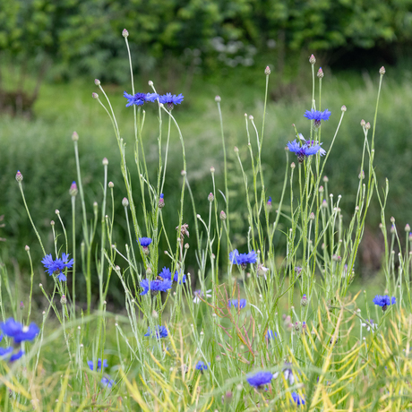 Korenbloemen