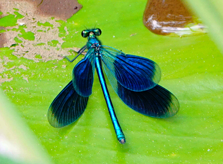 Zie je mij zitten ??