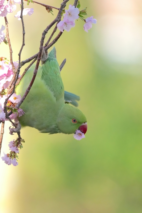 Halsbandparkiet in de bloesem