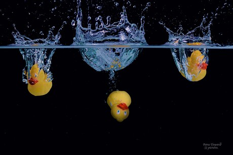 Alle eendjes zwemmen in het water