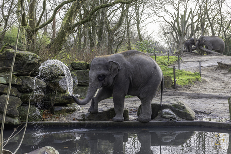 Water spuitende Olifant 