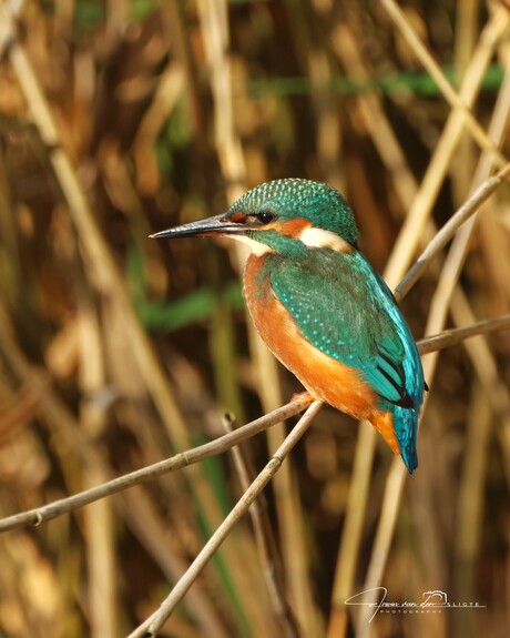 Ijsvogel in het Riet