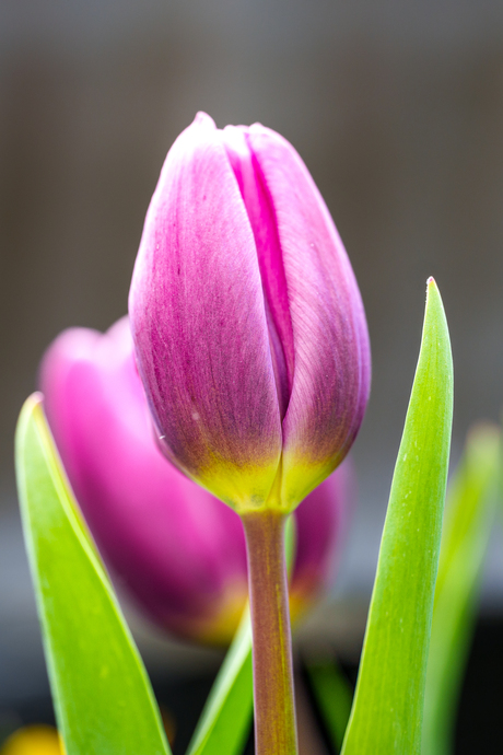 tulpen
