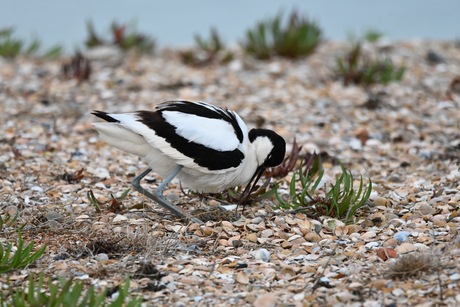 Kluut op nest