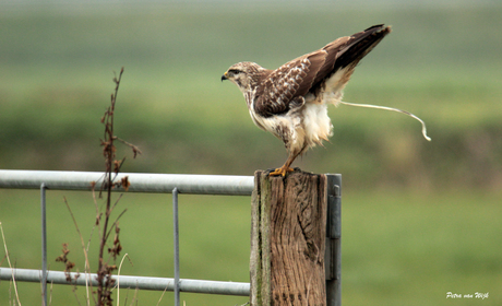 Buizerd op hek