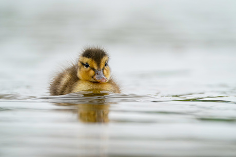 Duckling (2)