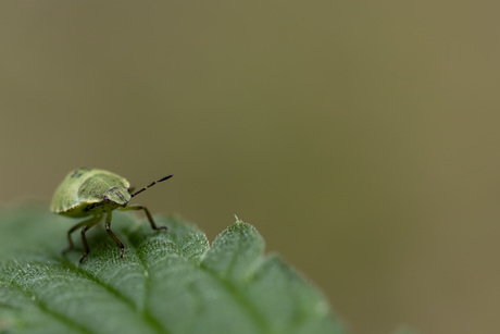 Palomena prasina - Groene stinkwants