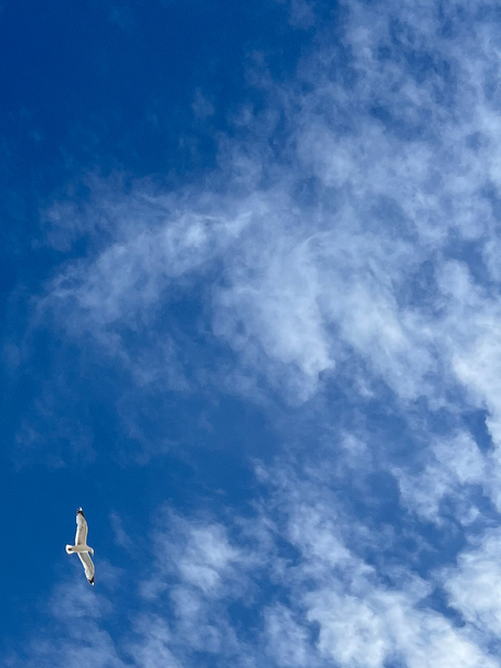 vogel