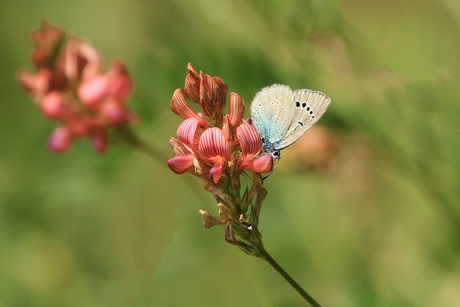 Bloemenblauwtje