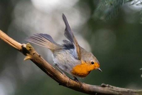 roodborstje waar ga je naartoe?