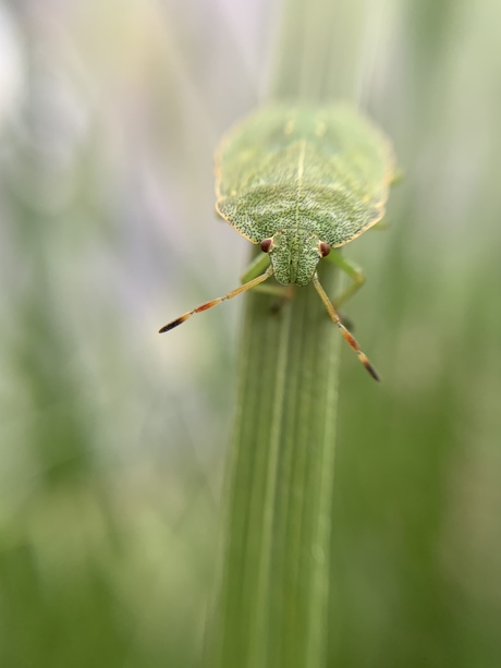 De reis van de kever 