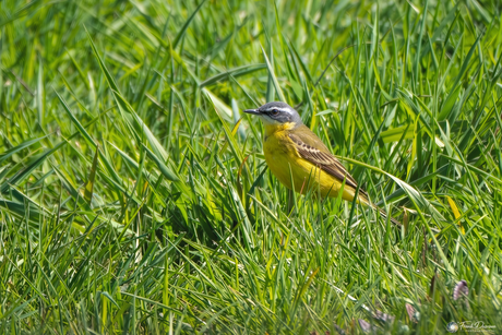 Verborgen geel in het groen.