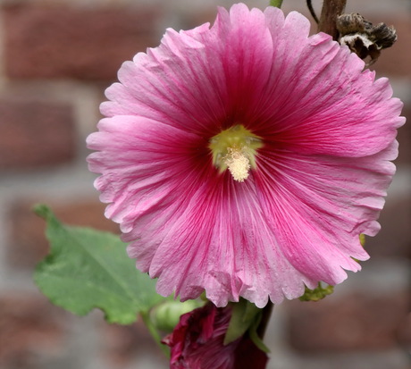 Stokroos (Calcea rosea.)