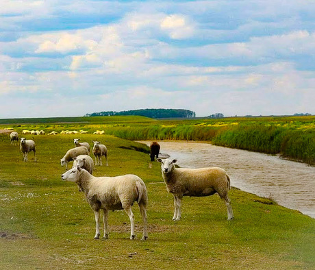 Alle schaapjes op het droge