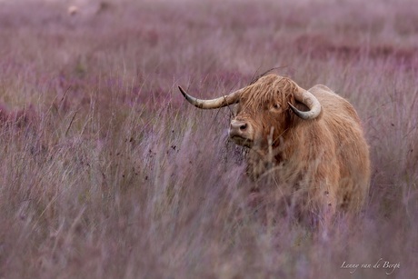 Schotse Hooglander