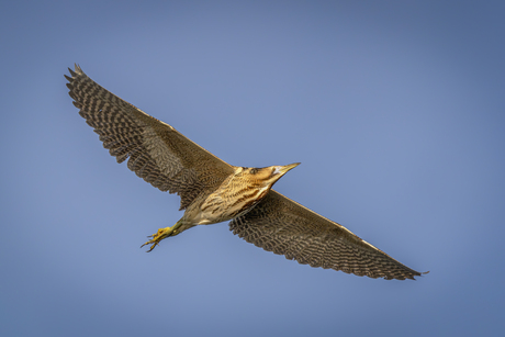 Roerdomp in de vlucht.