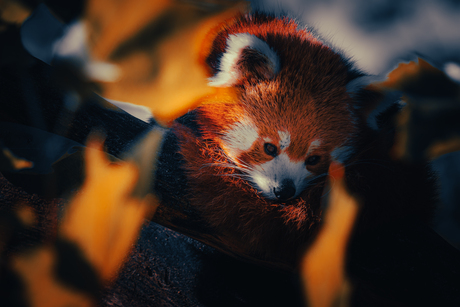 Rode Panda