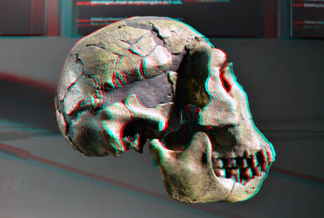 Schedel Homo Erectus Naturalis Leiden 3D