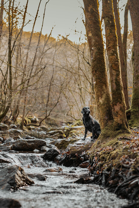 Hond langs stromende beek in België 