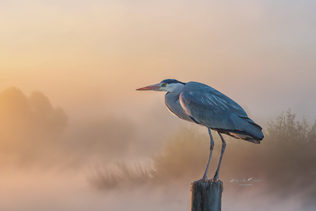 blauwe reiger