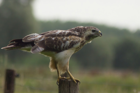 Buizerd