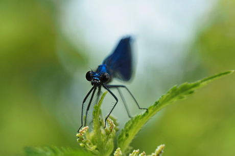 Blauwe weidebeek juffer..