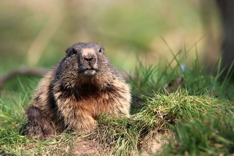 Alpenmarmot