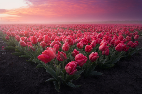 Hollandse tulpen bij een opkomende zon