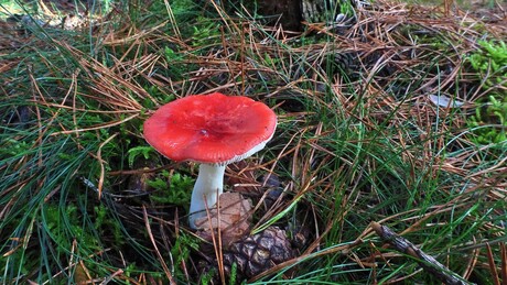 Braakrussula.