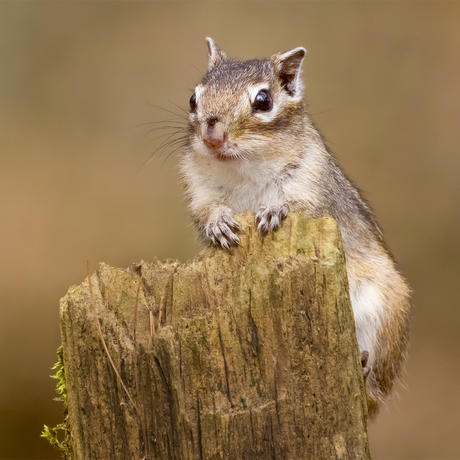 Siberische Grondeekhoorn Posing