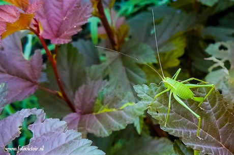 Kleine groene sprinkhaan