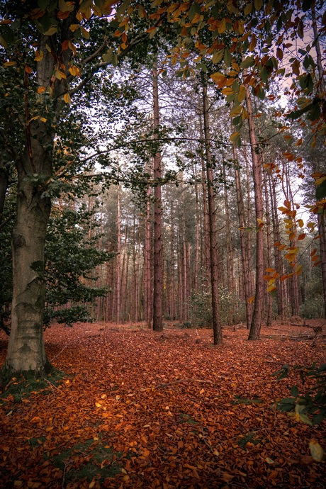 Je ziet door de bomen het bos...