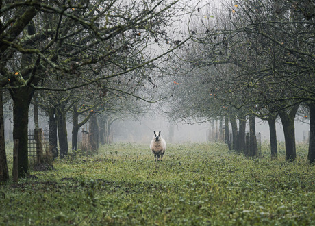 starend schaap