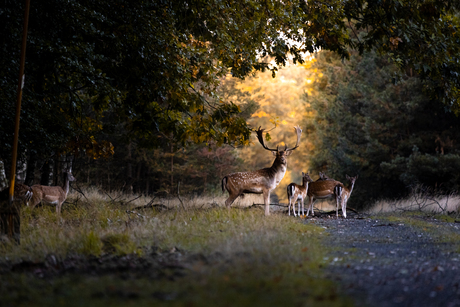 Herten in het bos