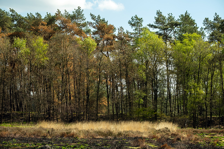 Niet verbrand