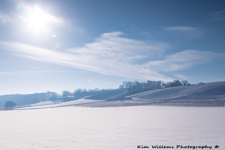 Sneeuw bedekte wijnranken in Zuid Limburg