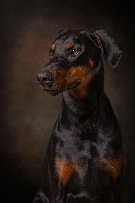 Dobermann