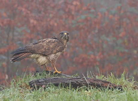 Buizerd